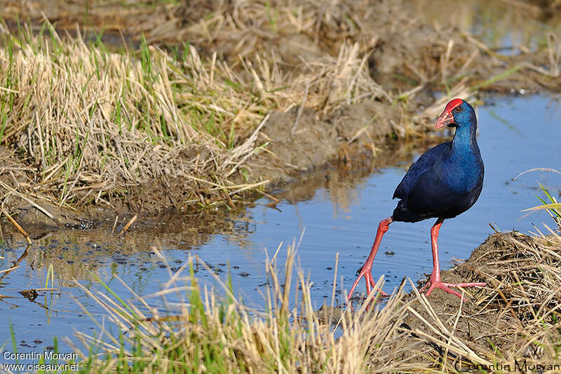 Western Swamphenadult, Behaviour