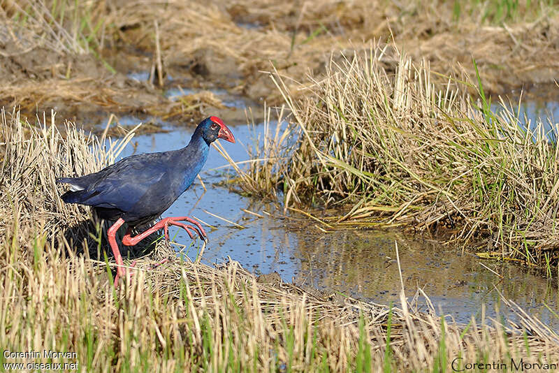 Talève sultaneadulte, habitat, Comportement