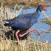 Western Swamphen