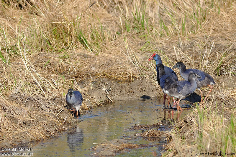 Western Swamphen, Reproduction-nesting