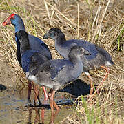 Western Swamphen