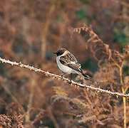 Siberian Stonechat