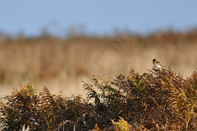 Siberian Stonechat