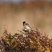 Siberian Stonechat