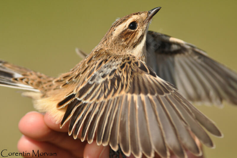 Whinchat