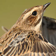 Whinchat