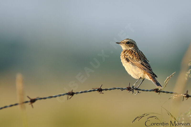 Whinchat