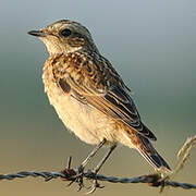 Whinchat