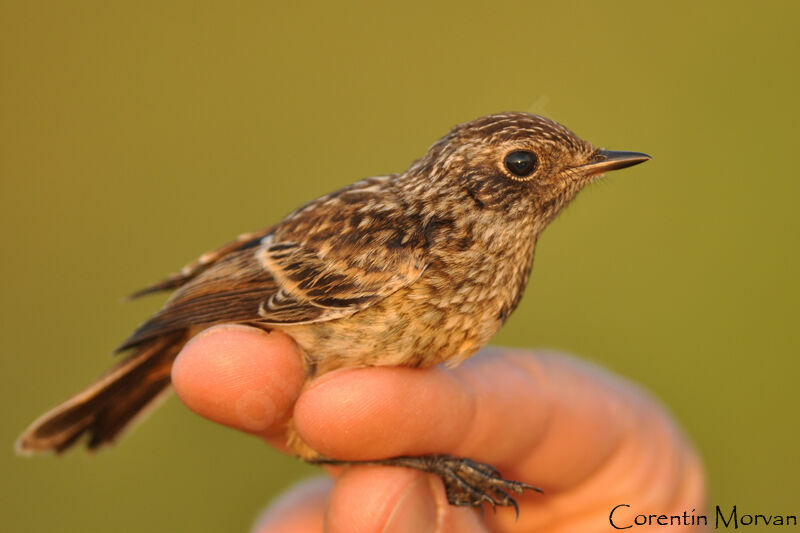 European Stonechat