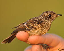 European Stonechat