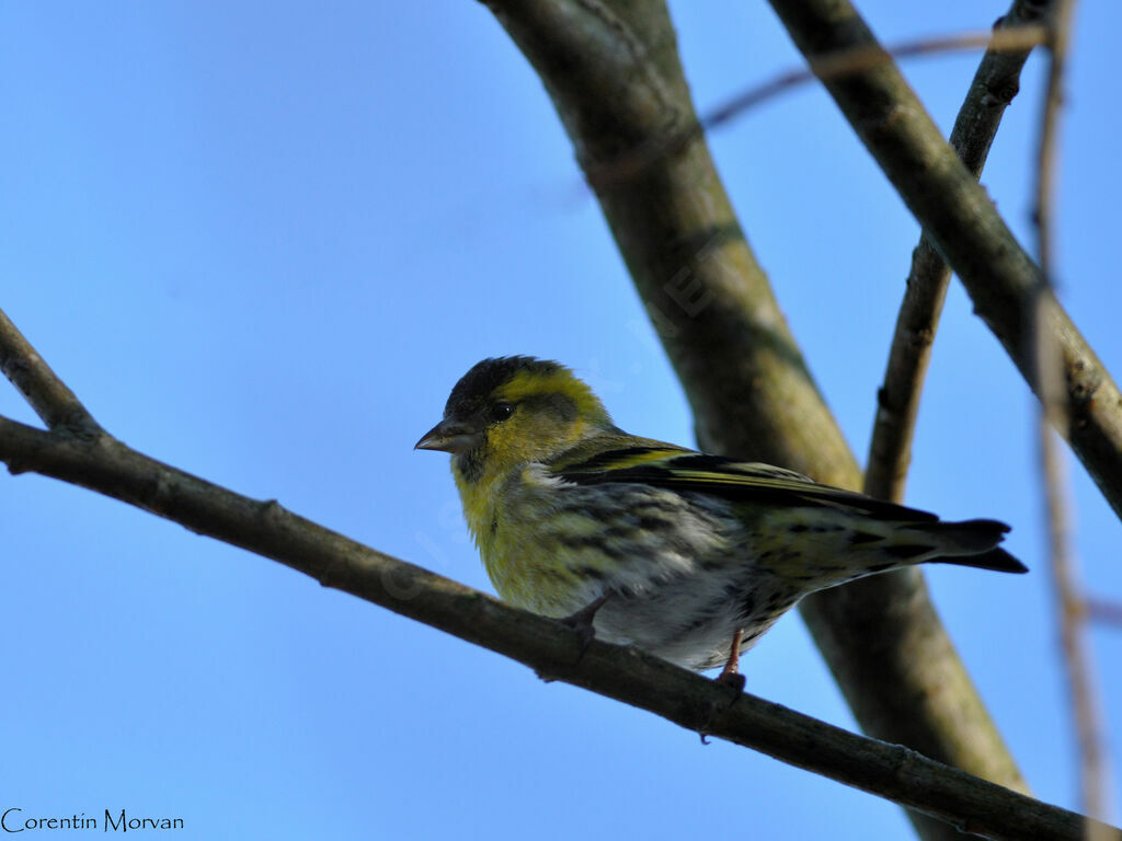 Eurasian Siskin