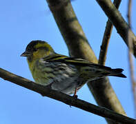 Eurasian Siskin