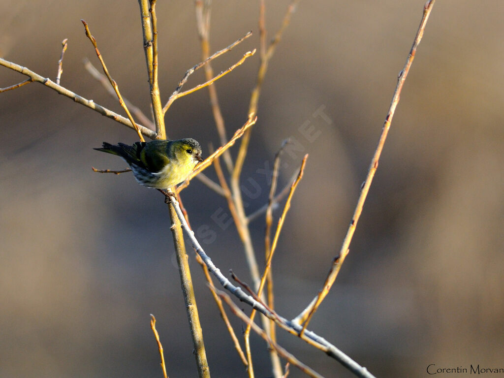 Eurasian Siskin