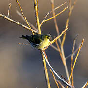 Eurasian Siskin