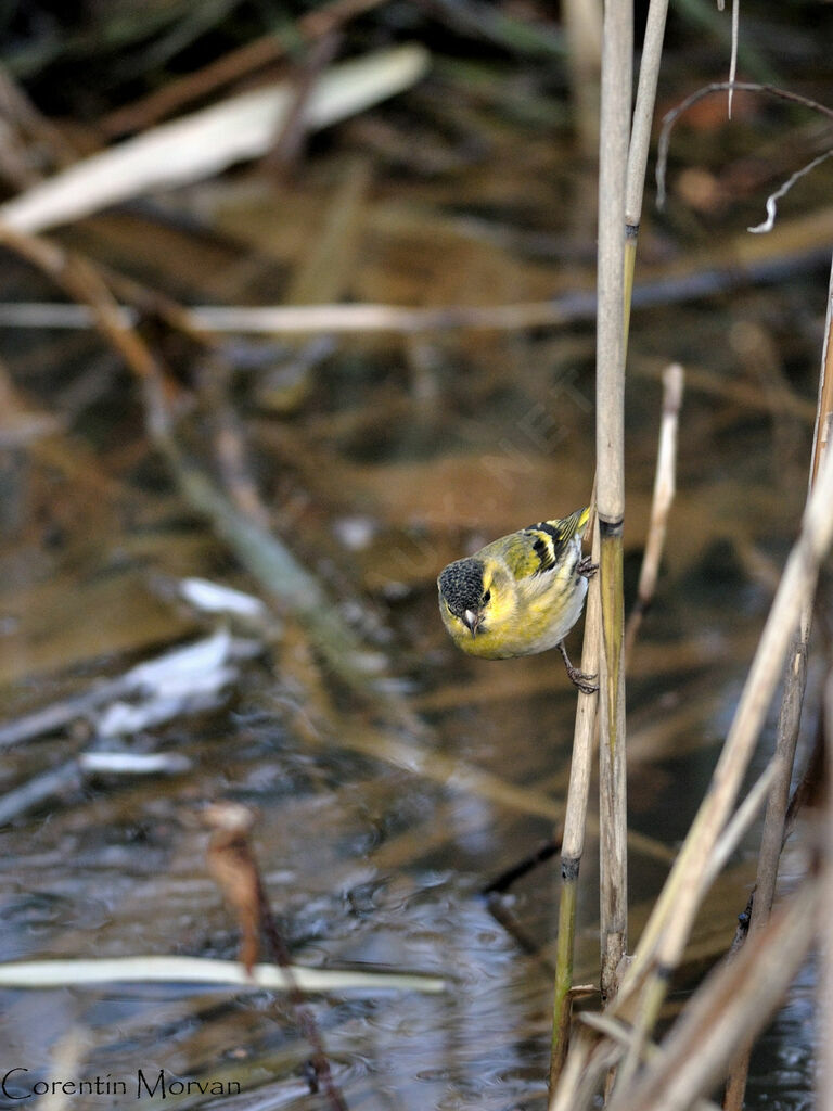 Eurasian Siskin