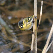 Eurasian Siskin