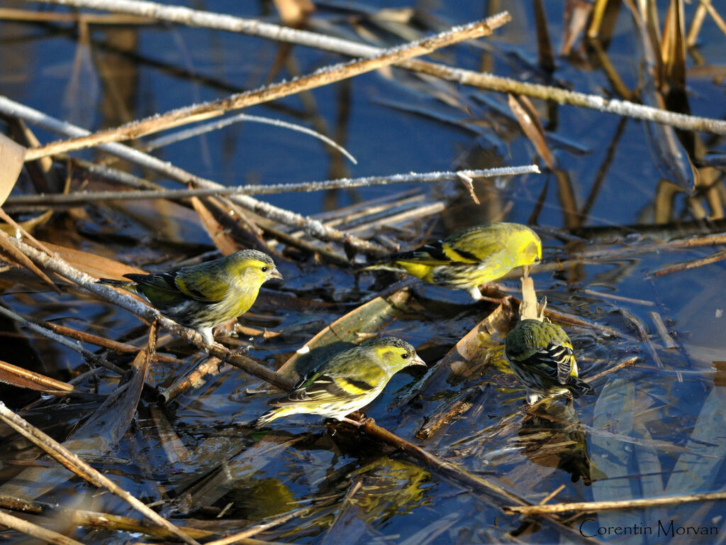 Eurasian Siskin