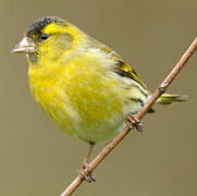 Eurasian Siskin