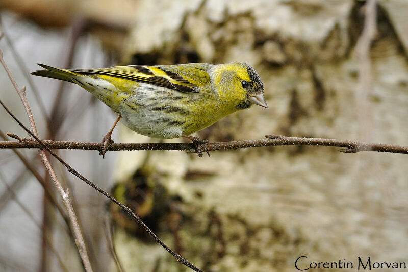 Eurasian Siskin