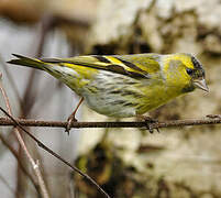 Eurasian Siskin