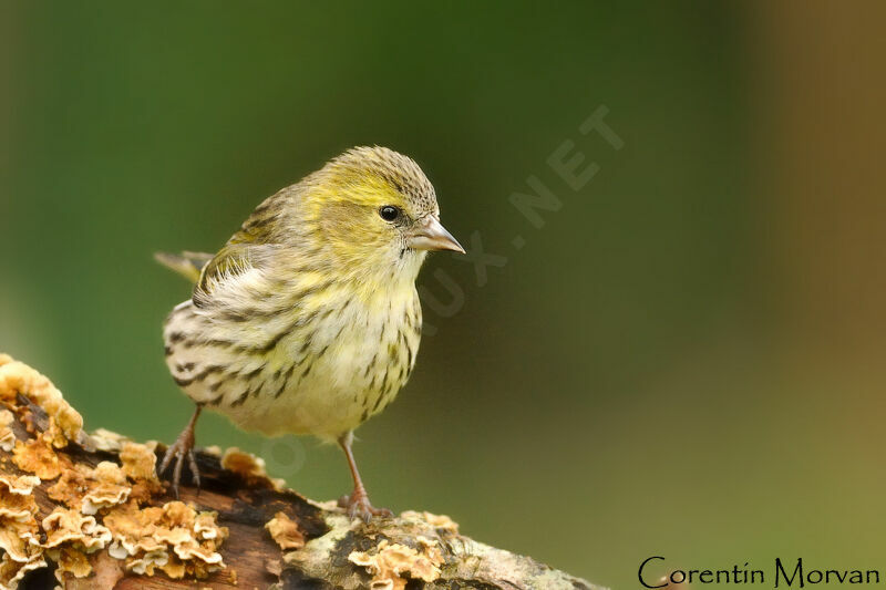 Eurasian Siskin