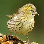 Eurasian Siskin