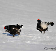 Black Grouse