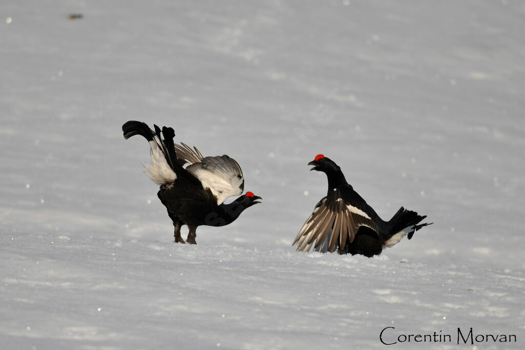 Black Grouse male adult