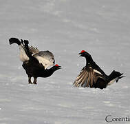 Black Grouse