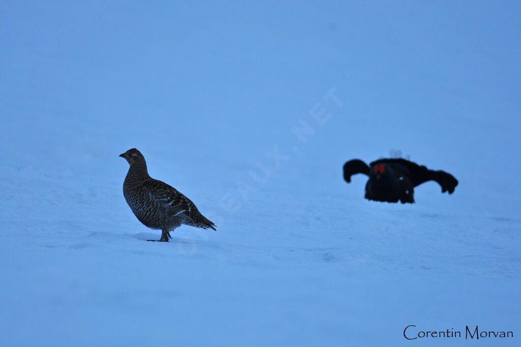 Black Grouse adult