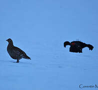 Black Grouse