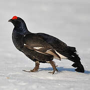 Black Grouse