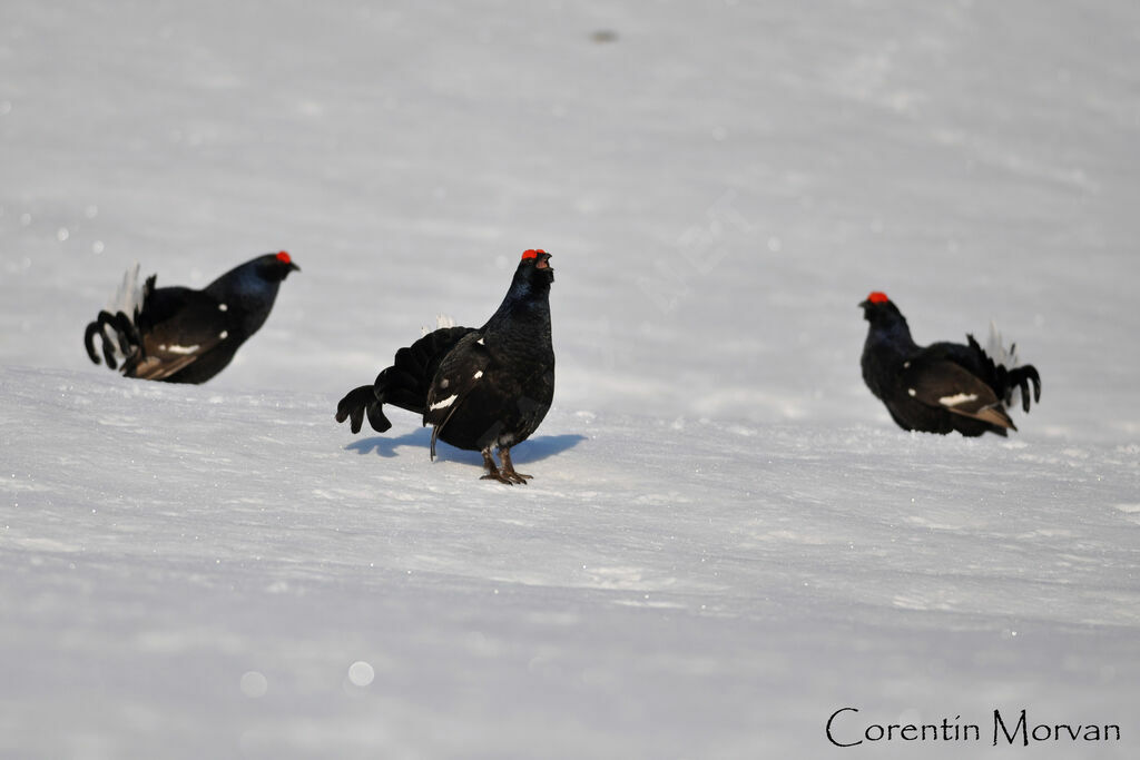 Black Grouse male