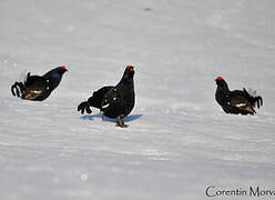 Black Grouse