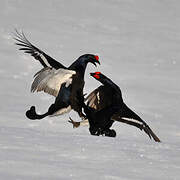 Black Grouse