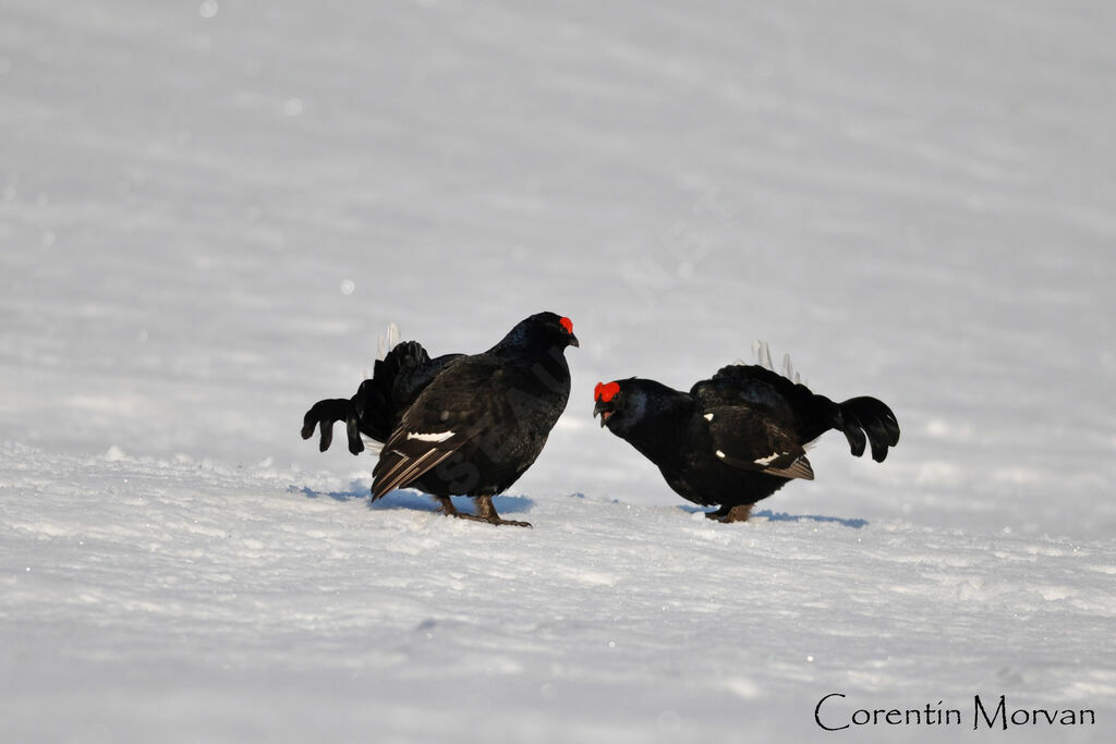 Black Grouse male adult