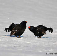 Black Grouse