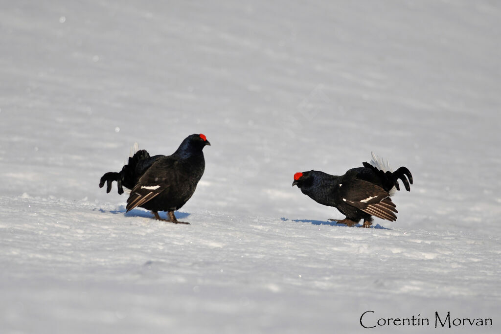 Black Grouse male adult