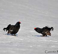 Black Grouse