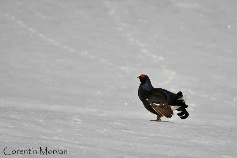 Black Grouse male adult