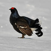 Black Grouse