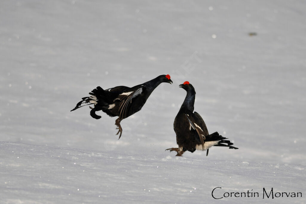 Black Grouse male adult