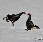 Black Grouse