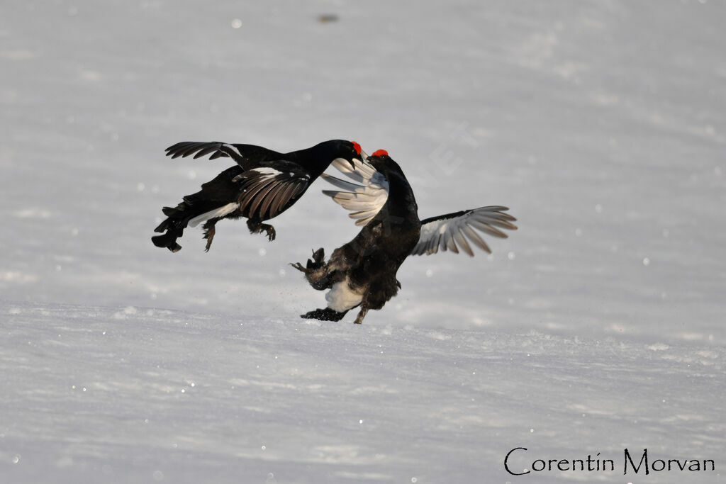 Black Grouse male adult