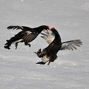 Black Grouse