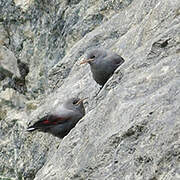 Wallcreeper