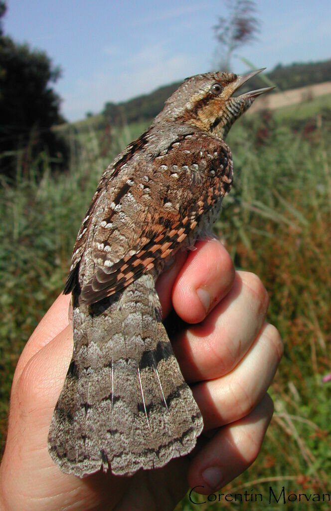 Eurasian Wryneck