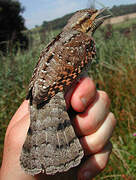 Eurasian Wryneck