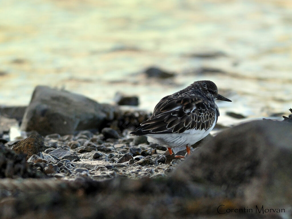 Ruddy Turnstone