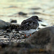 Ruddy Turnstone